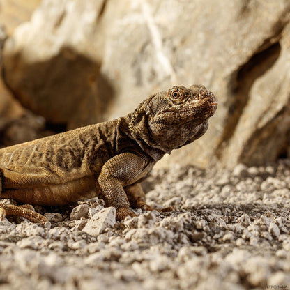 lizard on Bahariya Black Stone Desert