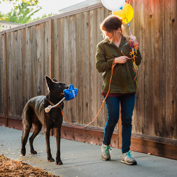 Dog carrying Best Day Ever Balloon Party Plush Toy walking with human carrying balloons