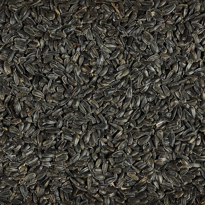 Black Oil Sunflower Bird Seed out of bag.