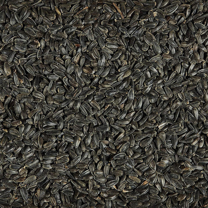 Black Oil Sunflower Bird Seed out of bag.