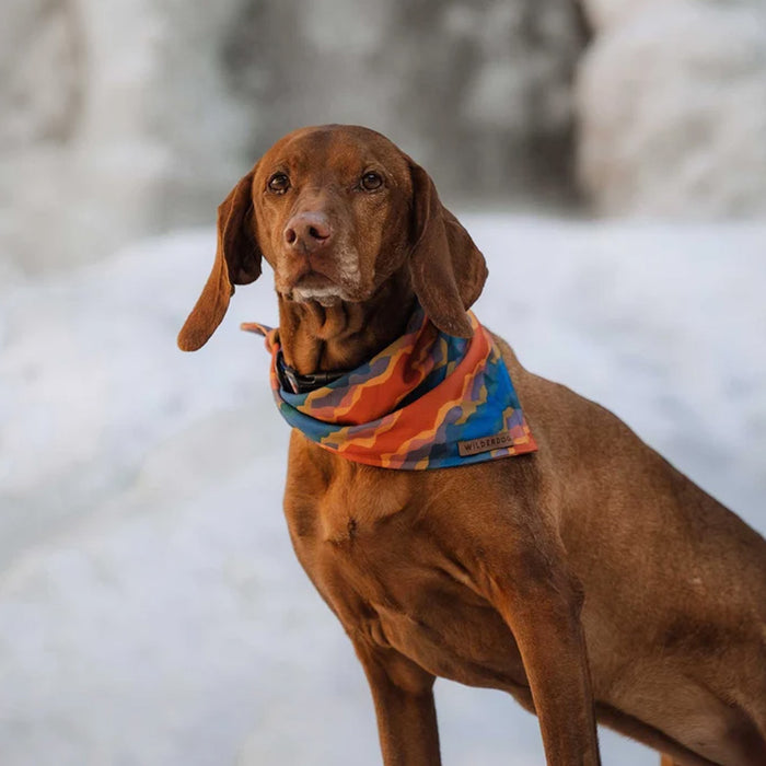 Dog wearing canyon bandana