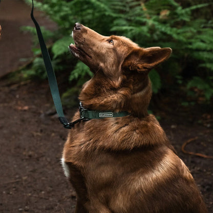 Cedar Waterproof Collar