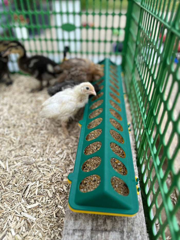 Chickens eating out of Chick Feeder Trough, Yellow/Green 20"