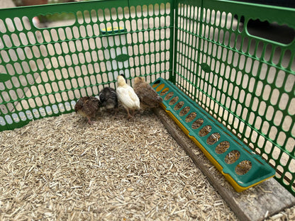 Chickens eating out of Chick Feeder Trough, Yellow/Green 20"