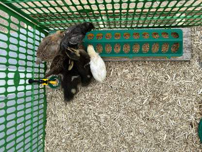 Chickens eating out of Chick Feeder Trough, Yellow/Green 20"