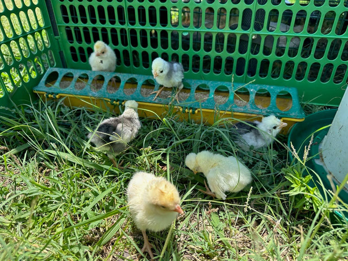 Chickens eating out of Chick Feeder Trough, Yellow/Green 20"