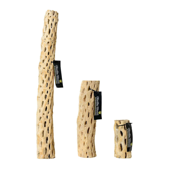 Cholla Wood