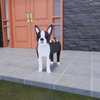Boston Terrier