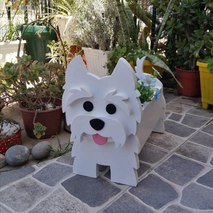 Westie