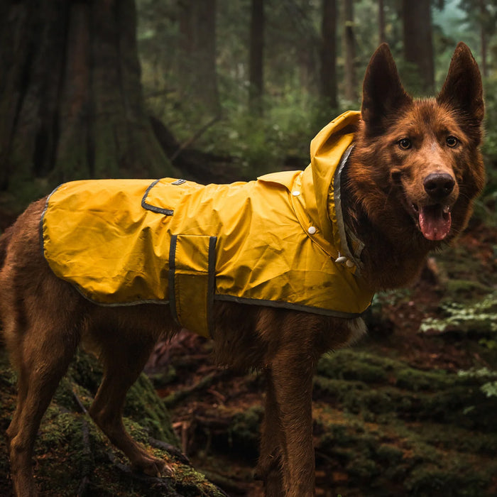Dog wearing rain jacket.