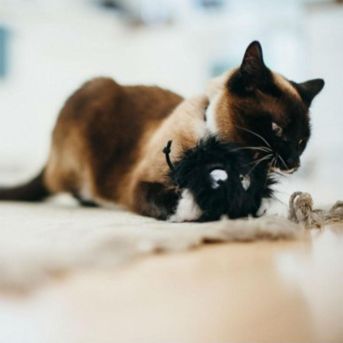 Cat playing with Feline Frenzy Frisky Furball Catnip Toy
