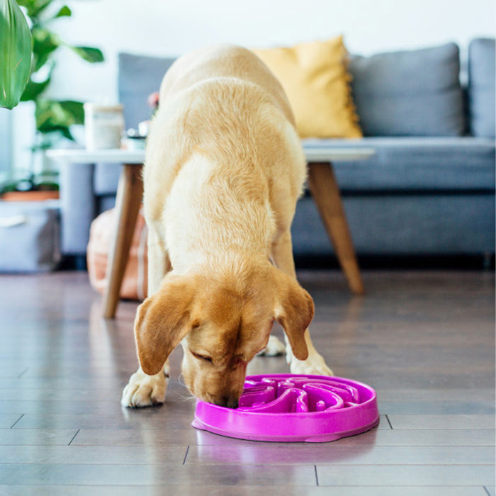 Fun Feeder Slo Bowl Purple Flower