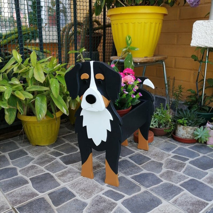 Bernese Mountain Dog