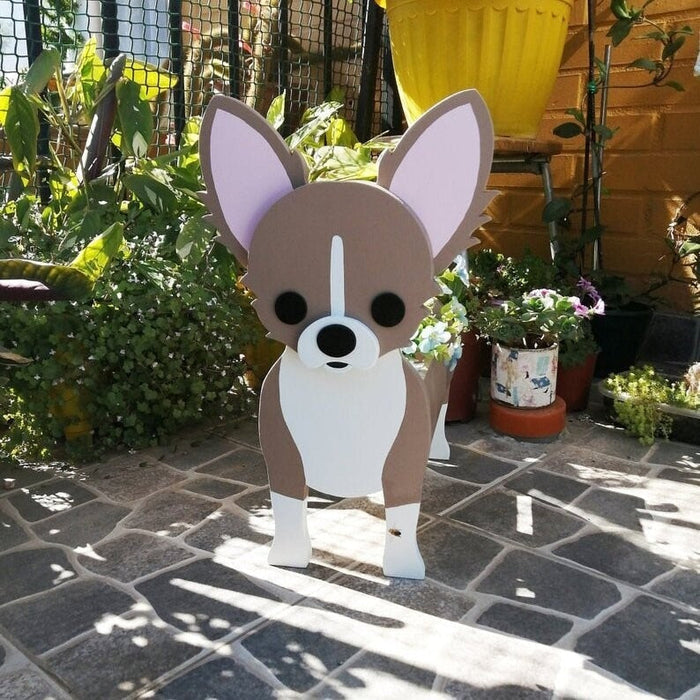 Chihuahua