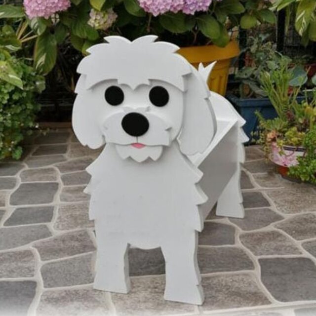 Maltese dog