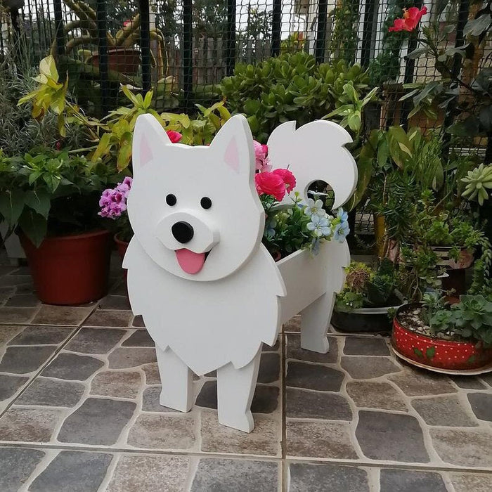 Samoyed