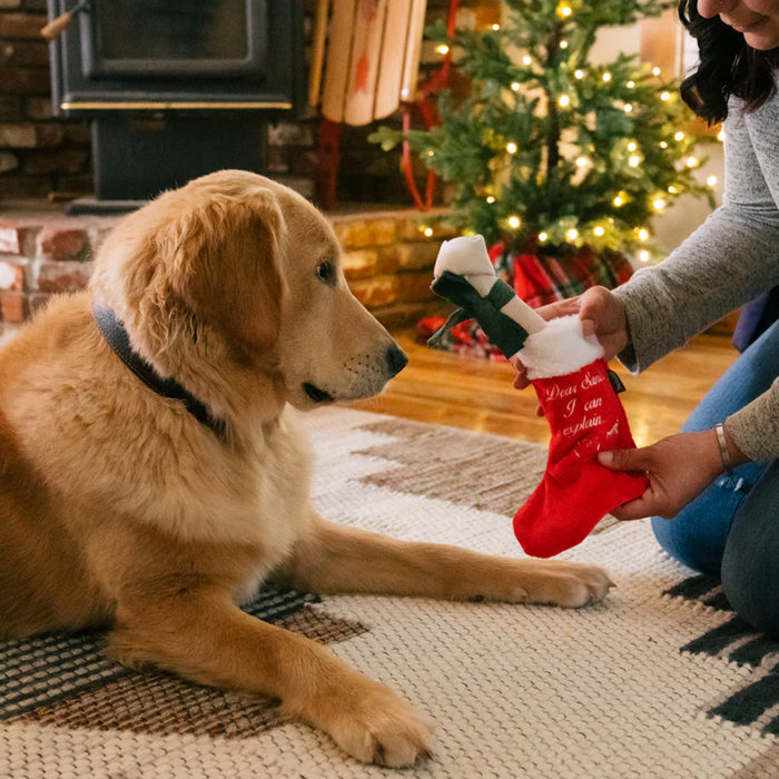 Dog playing with Good Dog Stocking