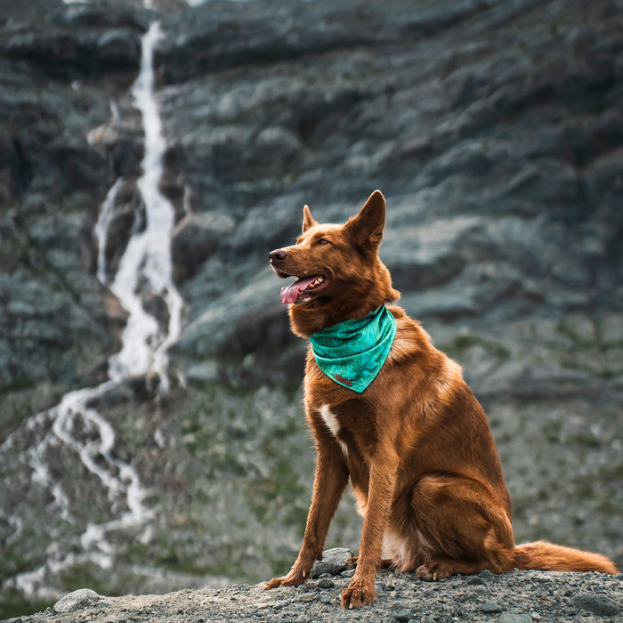 Juniper Bandana