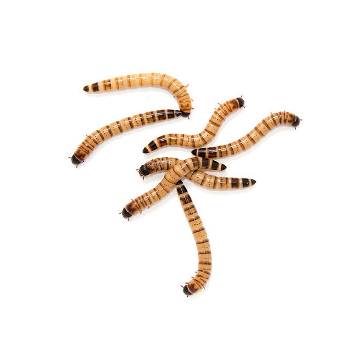 Live Superworms 50ct