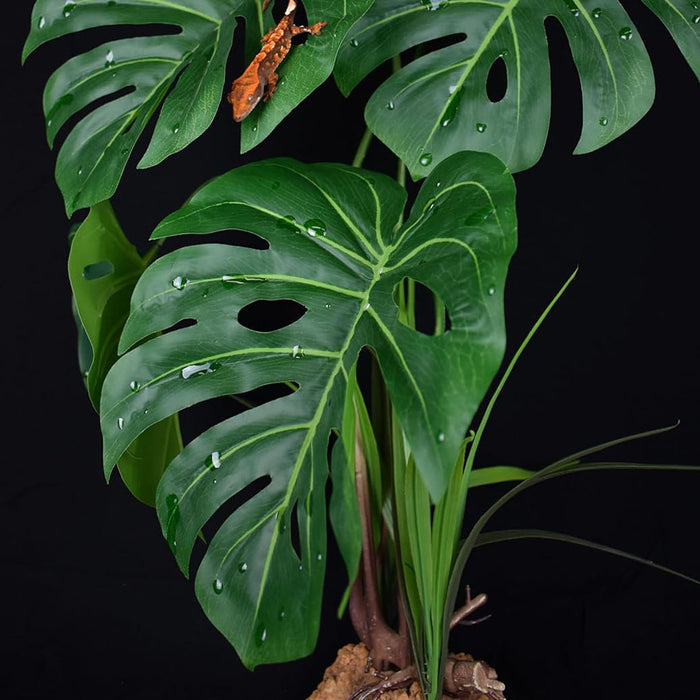 Monstera Leaf Plant close up