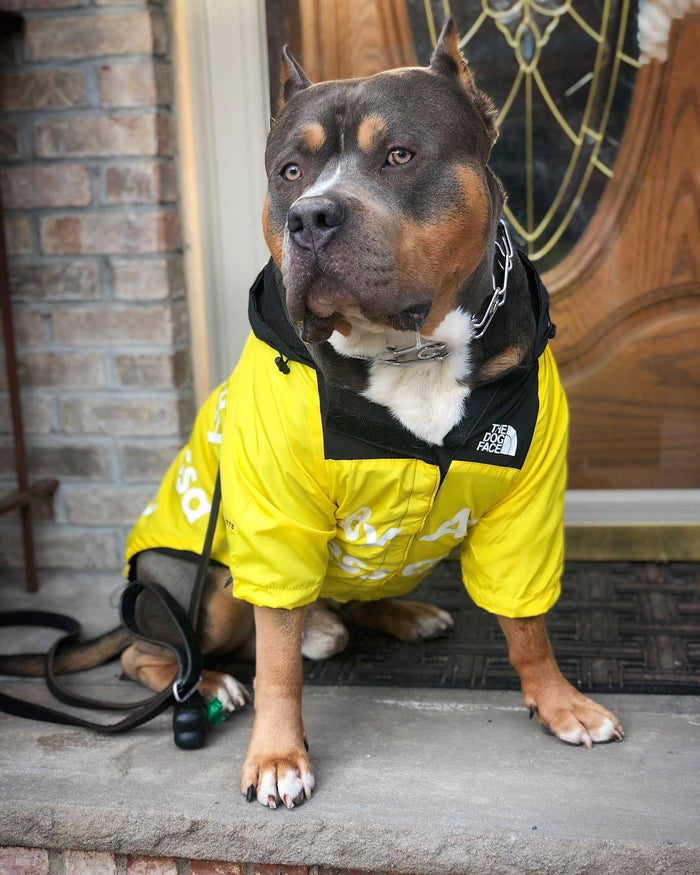 North Face Dog Jacket