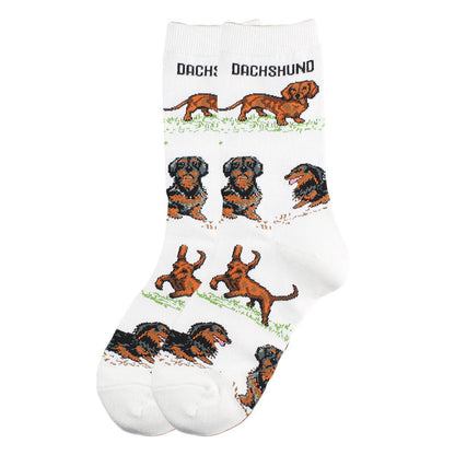 Dachshund