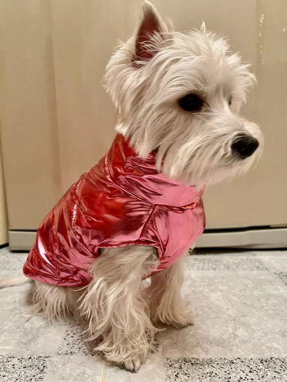 Shiny Westie Jacket