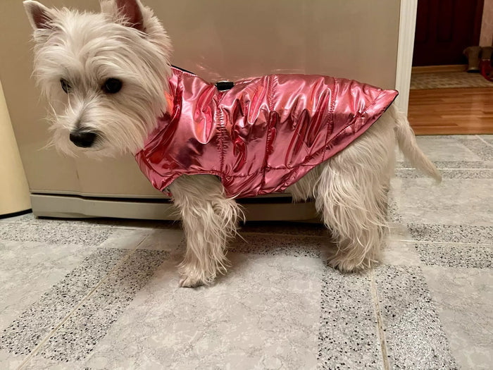 Shiny Westie Jacket