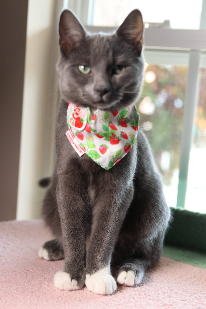 Strawberry Shortcake x Travel Cat Bandana