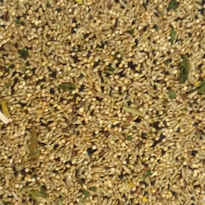 Sweet Harvest Canary