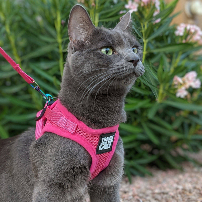 Cat wearing "The Purrfectly Pink" Iridescent Harness & Leash Set
