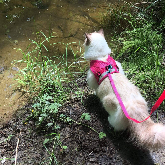 Cat wearing "The Purrfectly Pink" Iridescent Harness & Leash Set